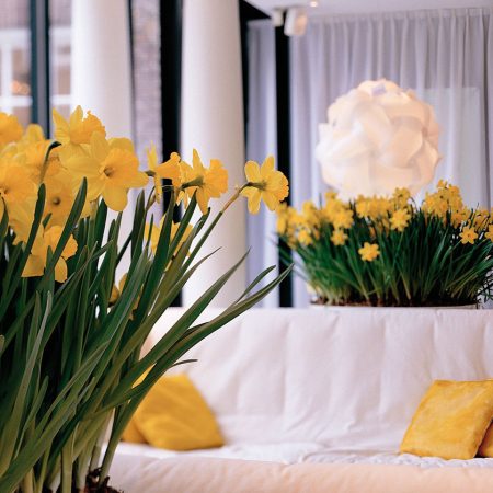 32901-Narcissus-Carlton_BERWERKT