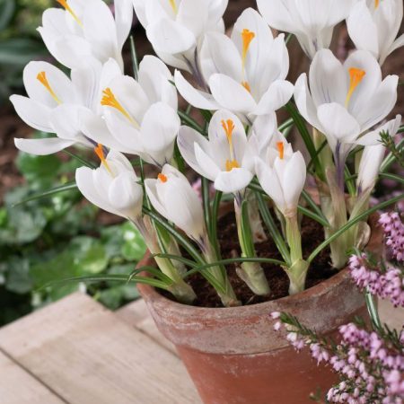 Crocus-vernus-Jeanne-d-Arc_12827_1280_1280