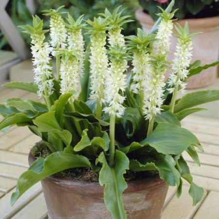 Eucomis
