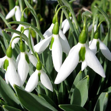 GALANTHUS%20ELWESII