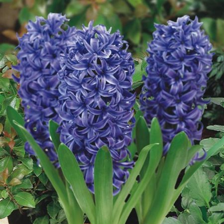 HYACINTH BLUE PEARL