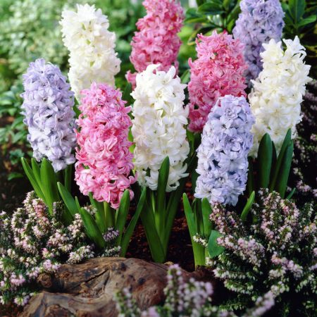 Hyacinthus_orientalis_mixed_29430_12780_1280_1280
