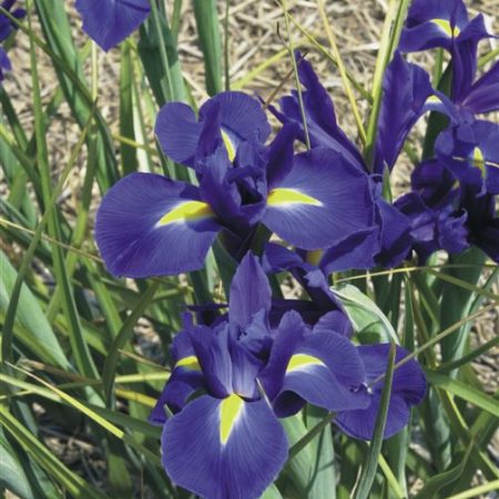 IRIS reticulata