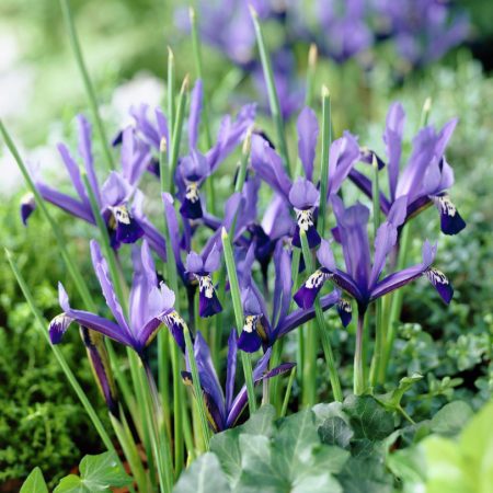 Iris-reticulata-Spring-Time_4669_1280_1280