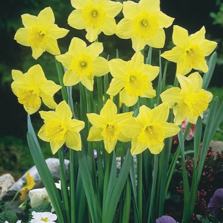 NARCISSUS CARLTON