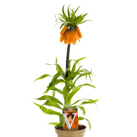 fritillaria imperialis