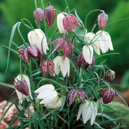 fritillaria meleagris-1