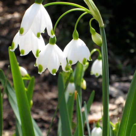 leucojum-1