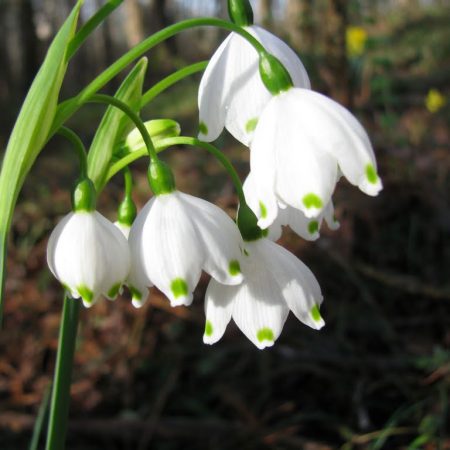leucojum-2
